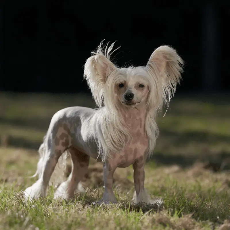 Chinese Crested dog in a field