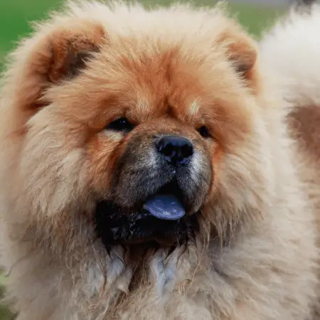 LEARN - History Of The Chow Chow Dog Breed - Dog Friendly Scene