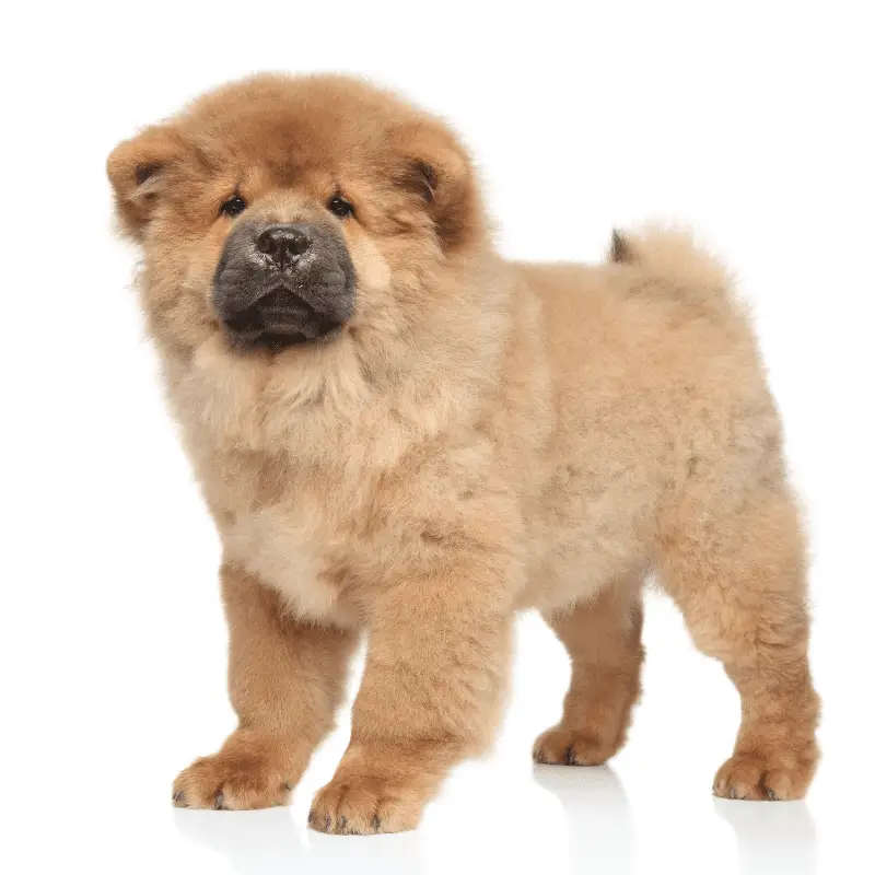 Brown Chow Chow Puppy standing against a white background