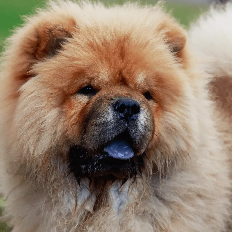 Chow Chow showing his blue tongue