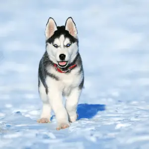 Cute Husky Puppy in the Snow