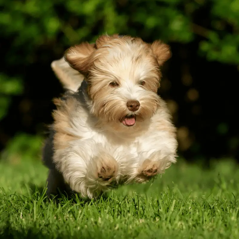 Groomed Havanese dog running on the grass
