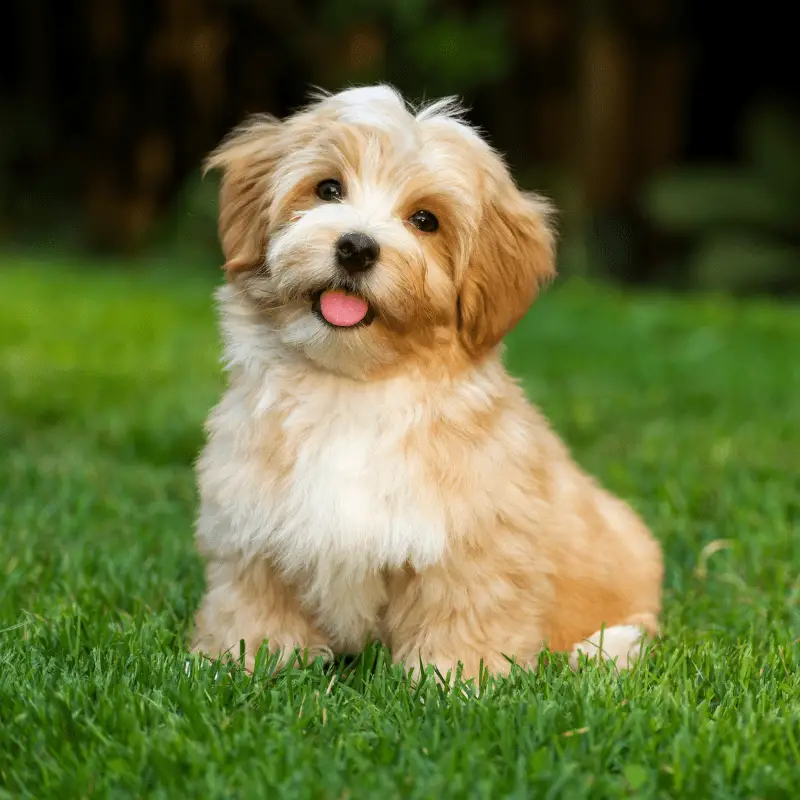 Orange Havanese Puppy sitting on grass