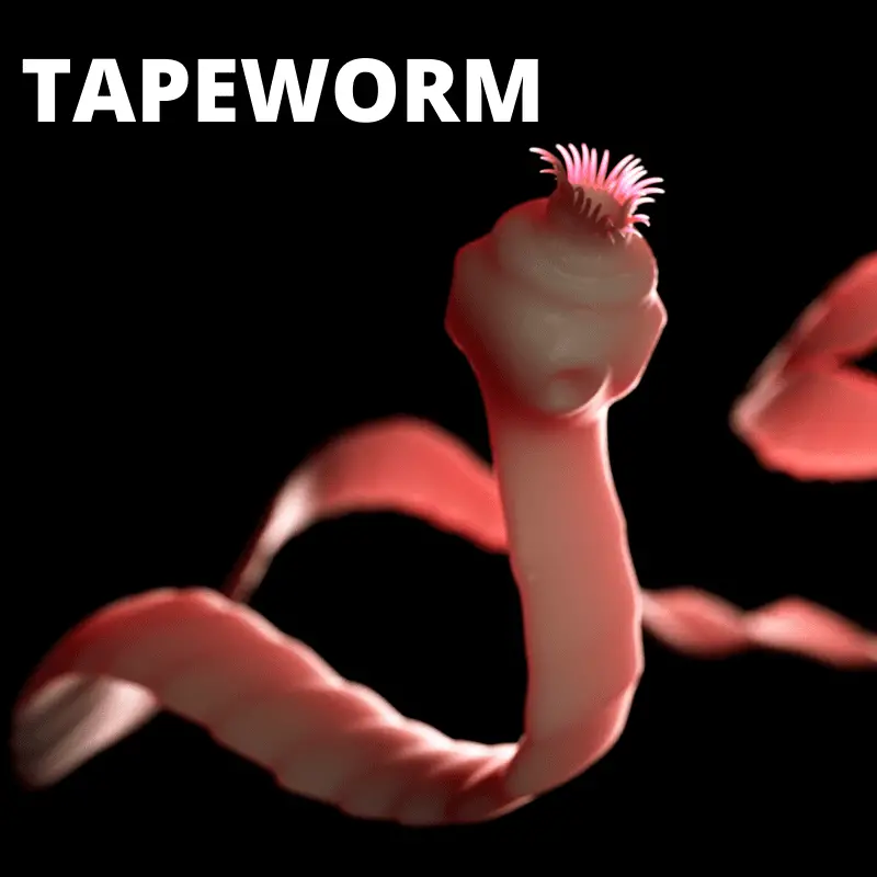 Illustration of a tapeworm.