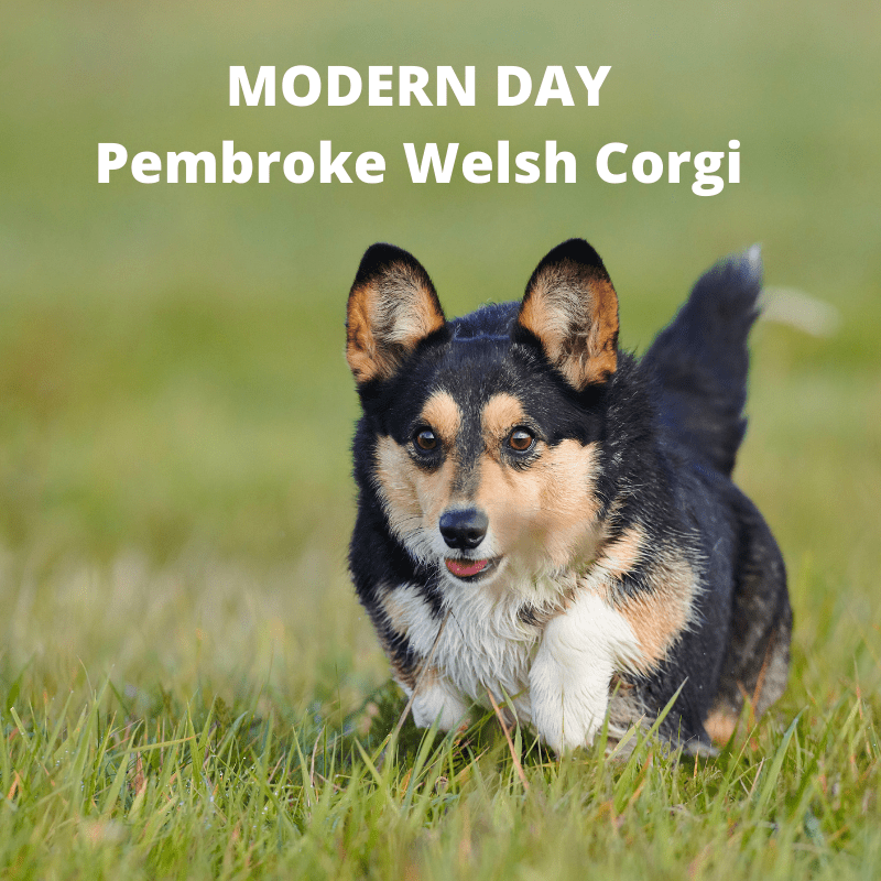 Pembroke Welsh Corgi oin the grass - modern day text