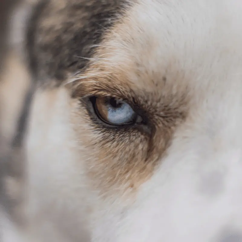 Siberian Husky eye - Parti-coloured