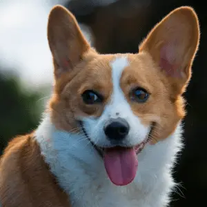 Happy Pembroke Welsh Corgi tongue out