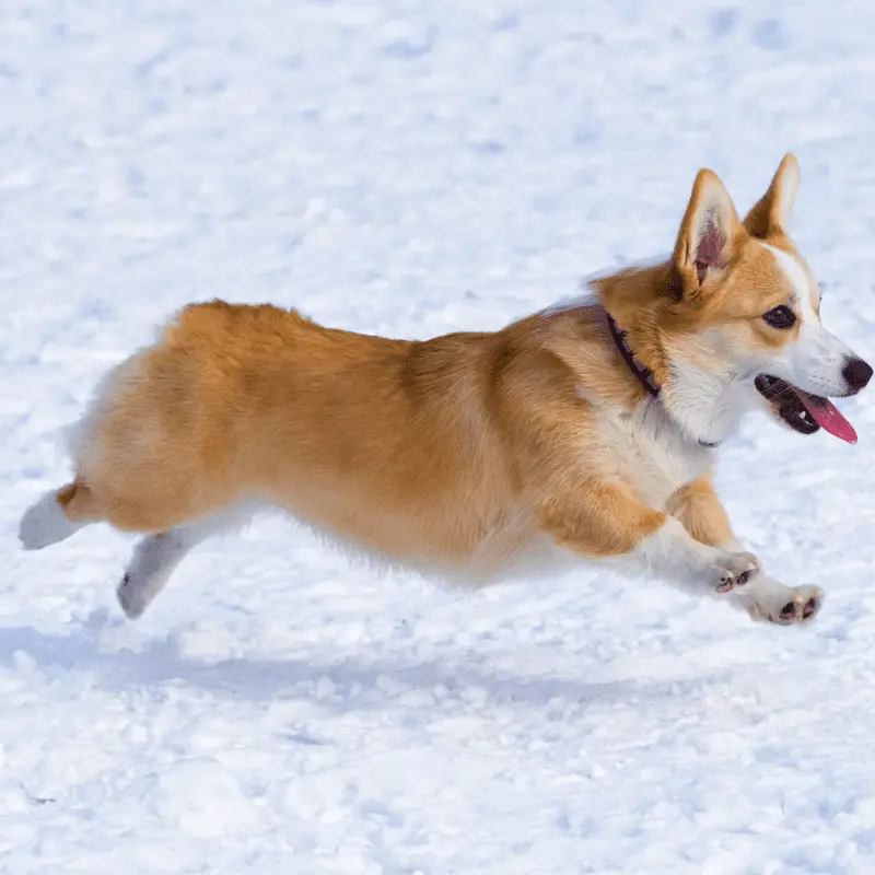 Dog breed Welsh Corgi Pembroke runs through snow