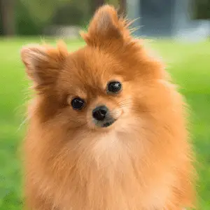 A pretty pomeranian female dog on a blurry grass background
