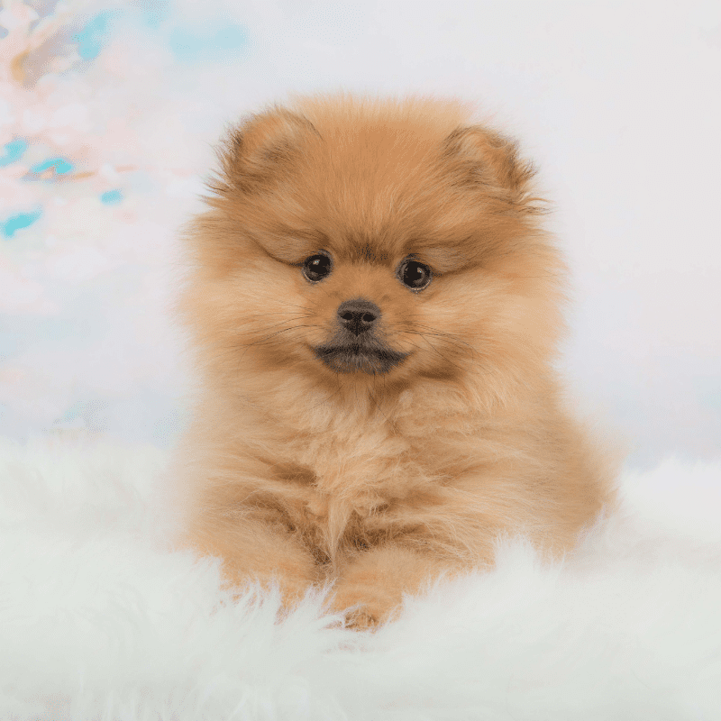 Cute Fuzzy Pomeranian Puppy