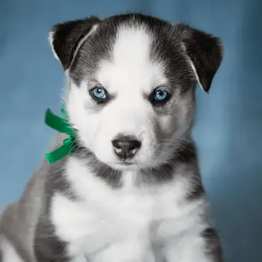 red siberian husky puppies with blue eyes