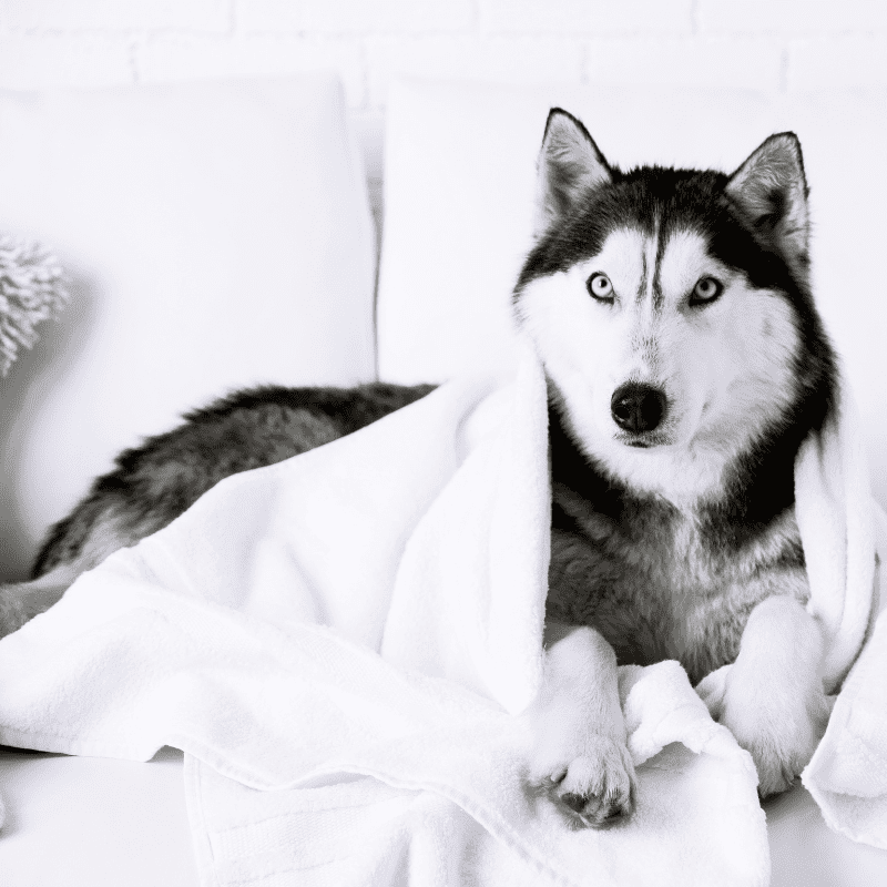 Siberian Husky Wrapped in a Towel on the Sofa after a bath