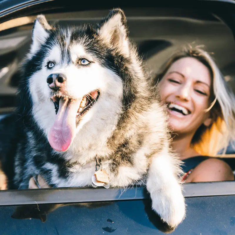 Husky dog and smiling happy woman portrait in the car