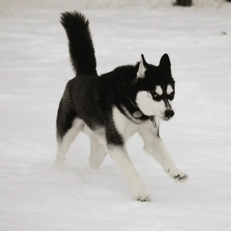 Black and white Siberian Husky in Snow