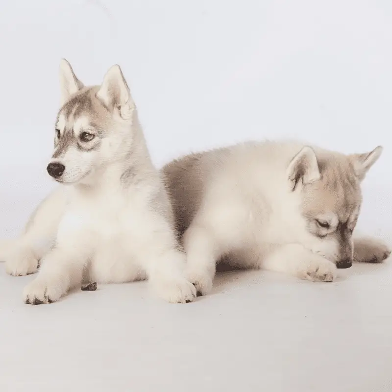 Cute fluffy Siberian Husky puppies in studio