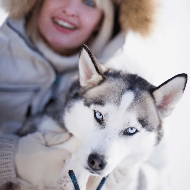 Siberian Husky with owner