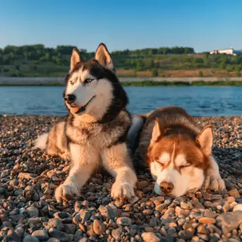 how did huskies evolve