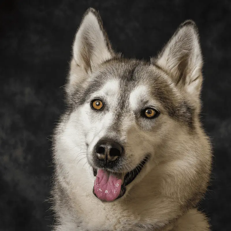 Siberian Husky On Grey Background