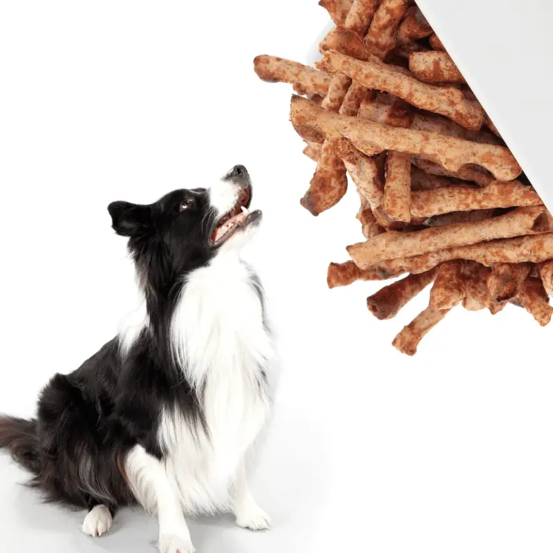 Twiglets in a bowl and a dog looking up at them
