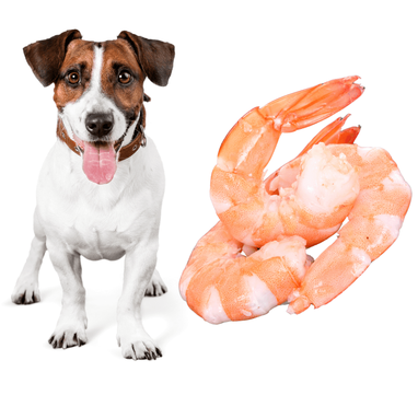 can dogs eat shrimp chips