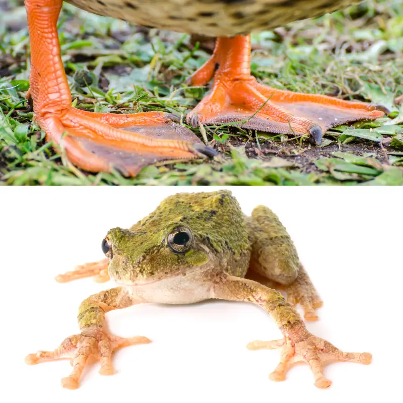 Two images showing duck webbed feet and frogs webbed feet