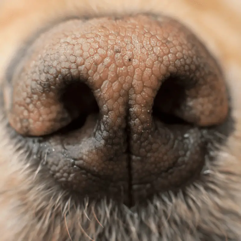 A close up of a dogs nose