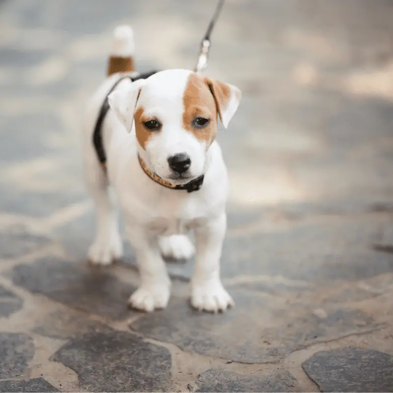 A young Jack Russell Terrier on a dog walk