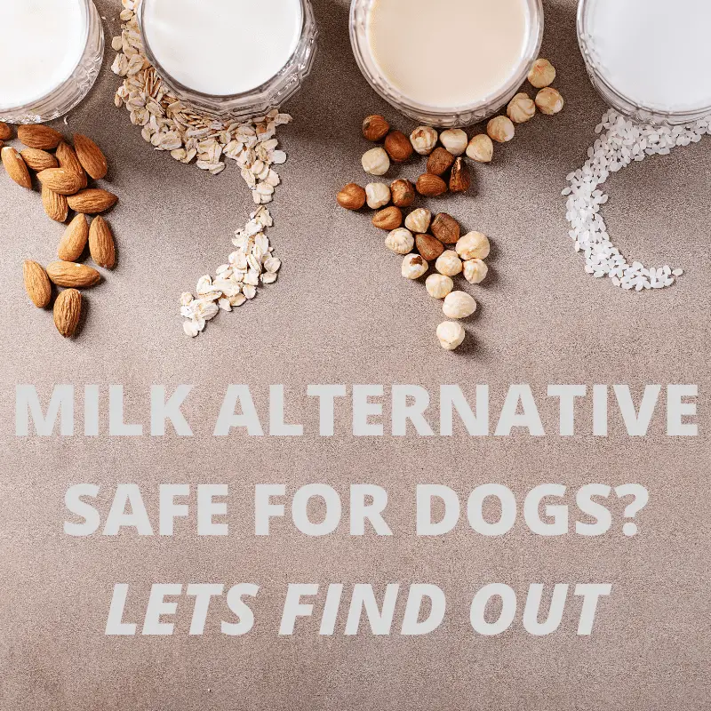 Plant-Based Milk for Dogs: What You Need to Know