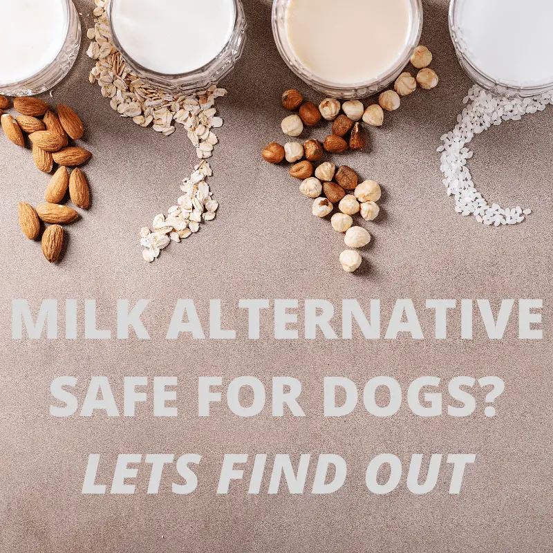 is cashew milk ok for dogs