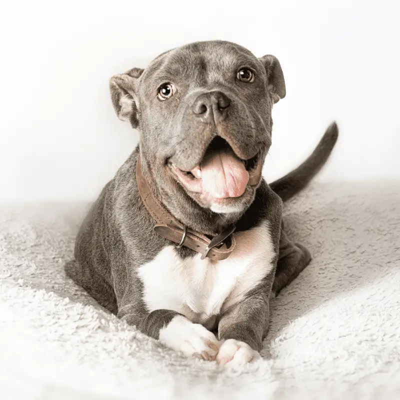 American Pit Bull Terrier puppy yawning