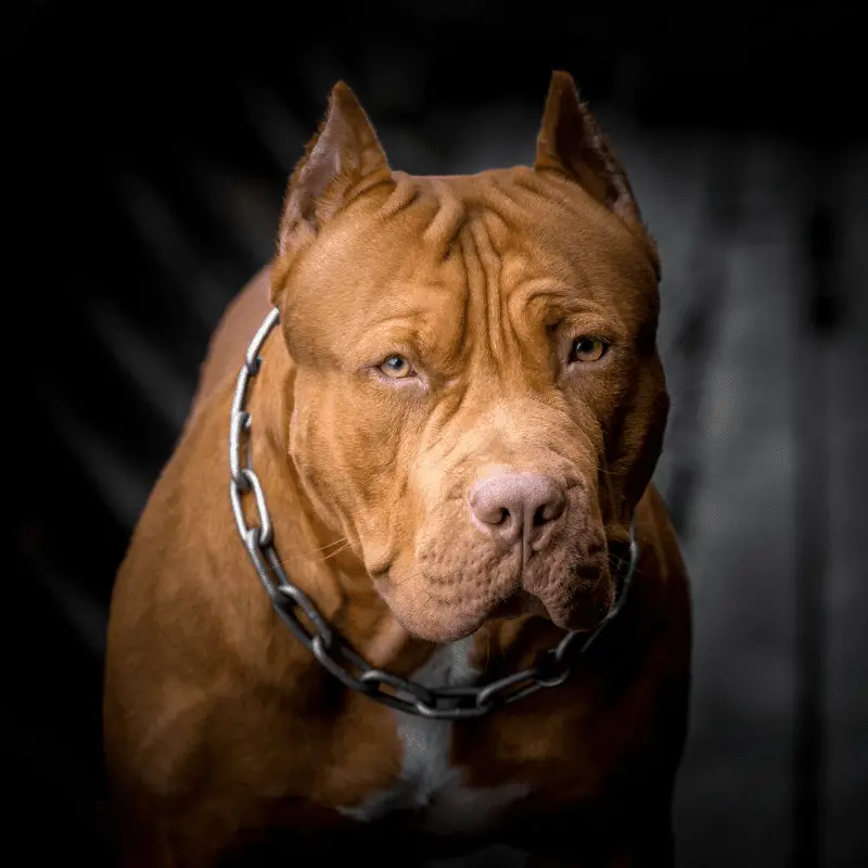 American Pit Bull Terrier looking at the camera