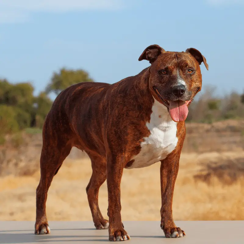Is It Illegal to Own Pit Bulls in the UK? Understanding the Reasons and Time of the Ban