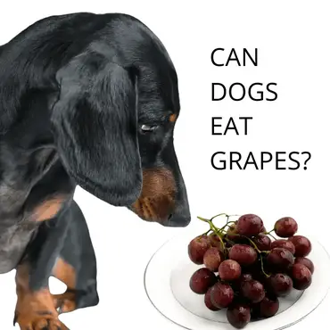 what will happen if my dog eats one grape