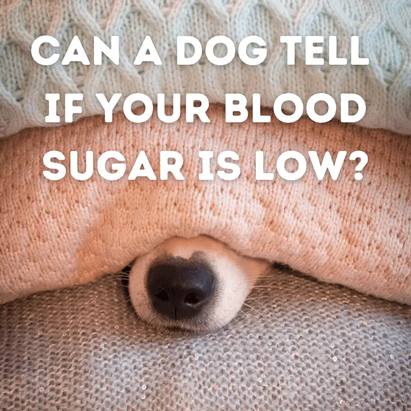 A dogs nose between blankets and text Can a dog tell if your blood sugar is low?