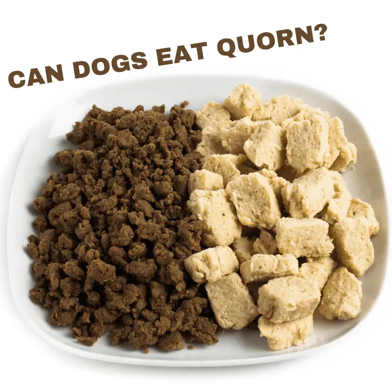 Can Dogs Eat Quorn? (Each Variety Explained)