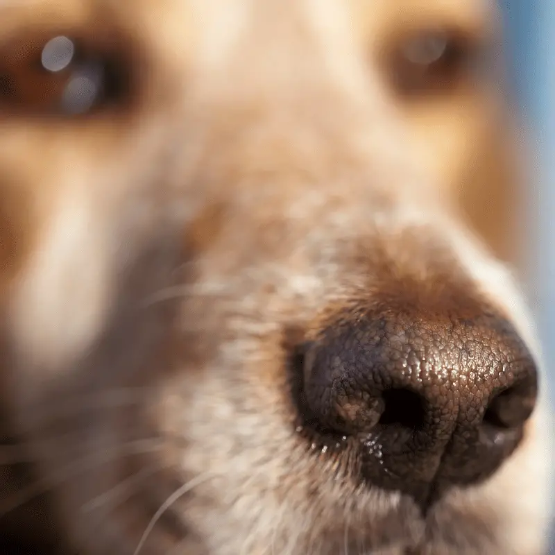 Close up of dog, selective focus on the nose.
