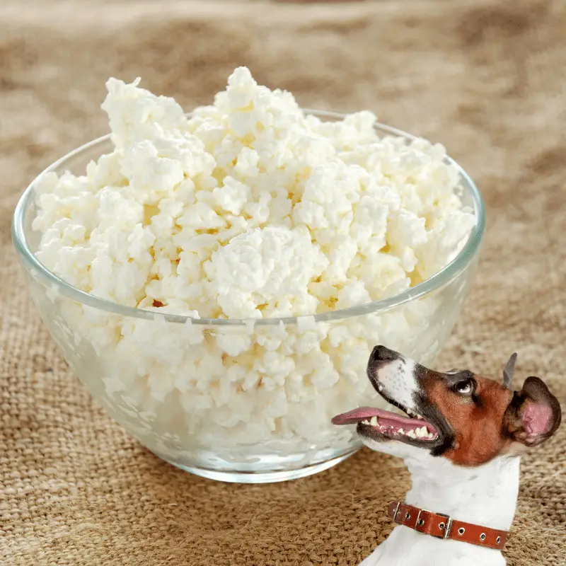 Bowl of cottage cheese and a dog - JRT breed looking at it