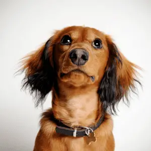 Dachshund with a collar on and tan in colour