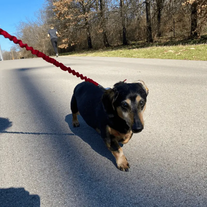 Dachshund on a walk