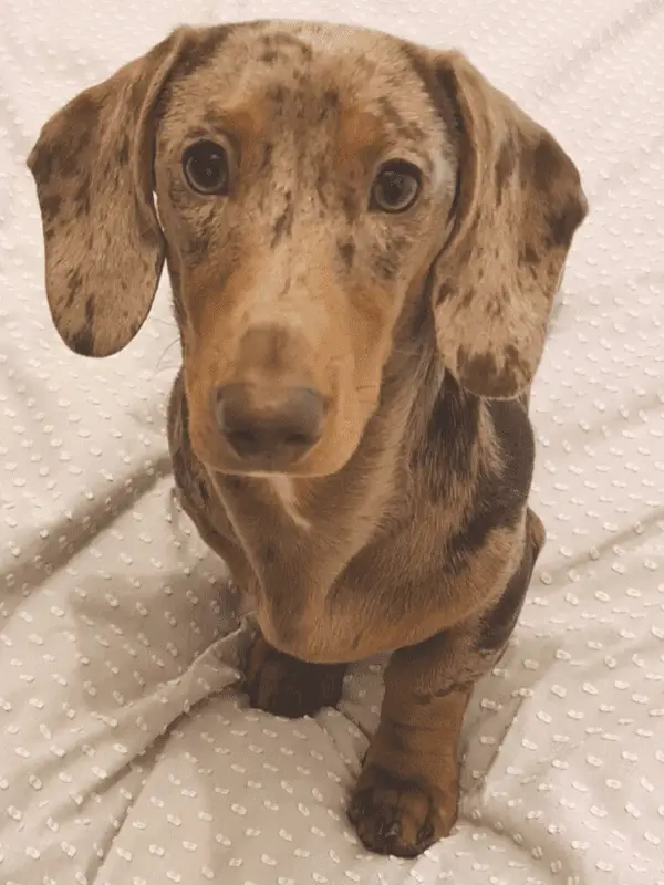 Dachshund with healthy feet and legs