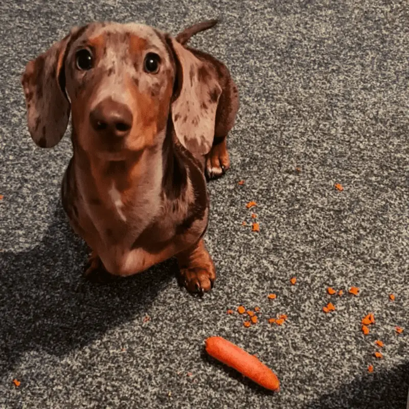 can a puppy eat raw carrots