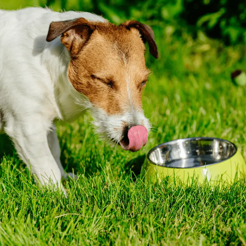 Jack Russell Dog drinking from a bowl on a summers day