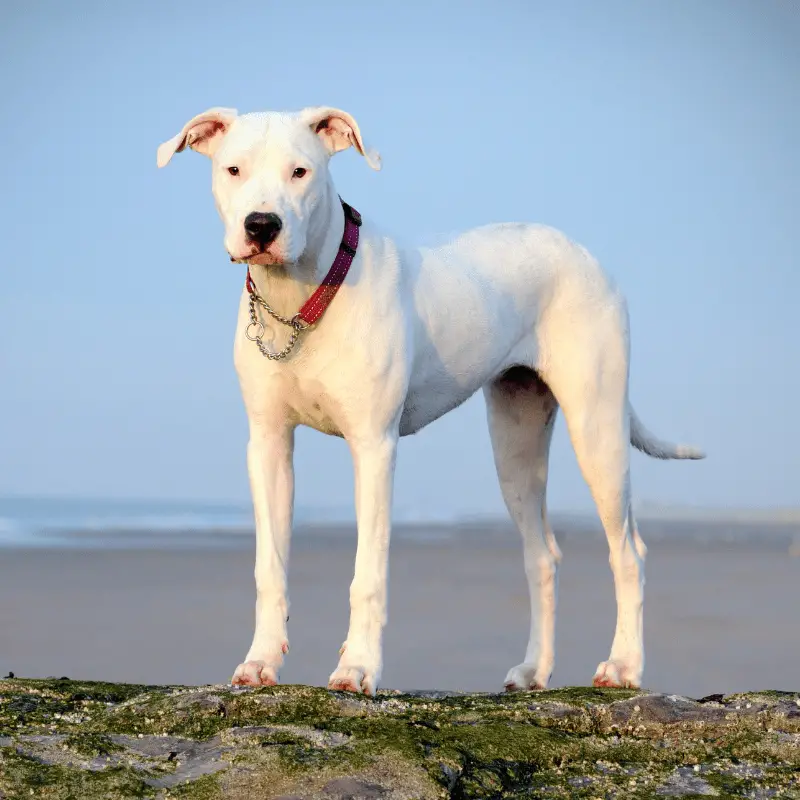 Dogo Argentino standing on rocks at the beach