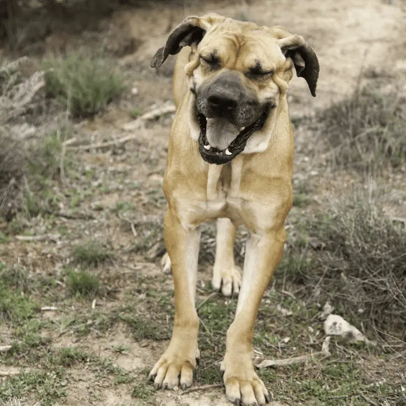 Fila Brasileiro tan colour standing