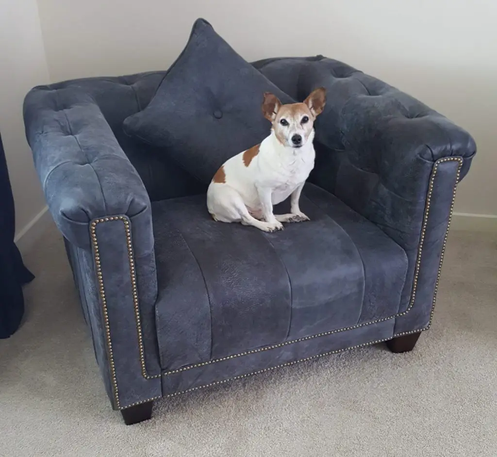 Jack Russell Terrier staring at owner while sitting on a grey sofa