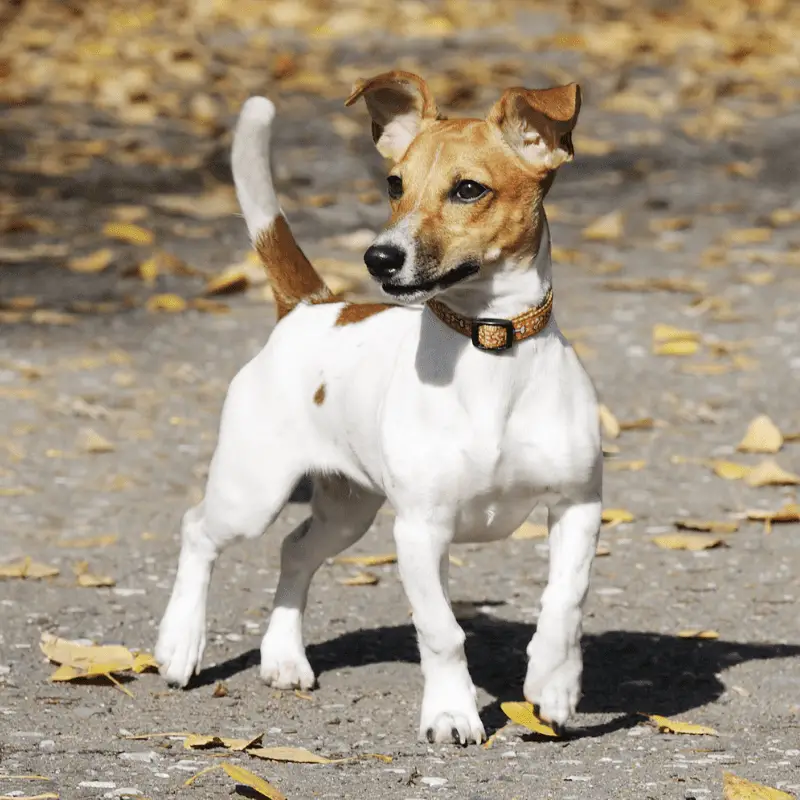 Jack Russell Terrier standing outside with leaves on the ground