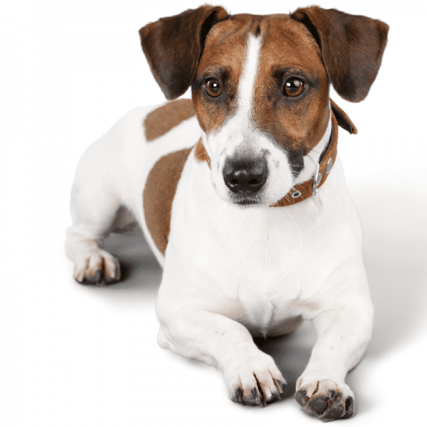 Why do Jack Russell Terriers stare at you? Dog Friendly Scene