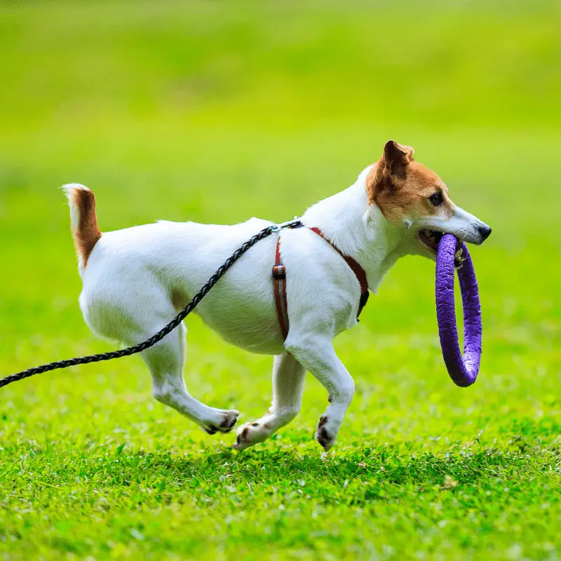 Jack Russell Terrier playing outdoors on green grass with a toy in mouth