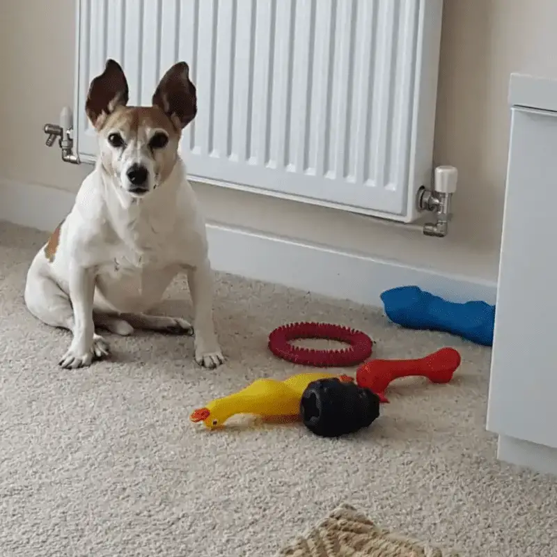 why does my jack russell growl at me