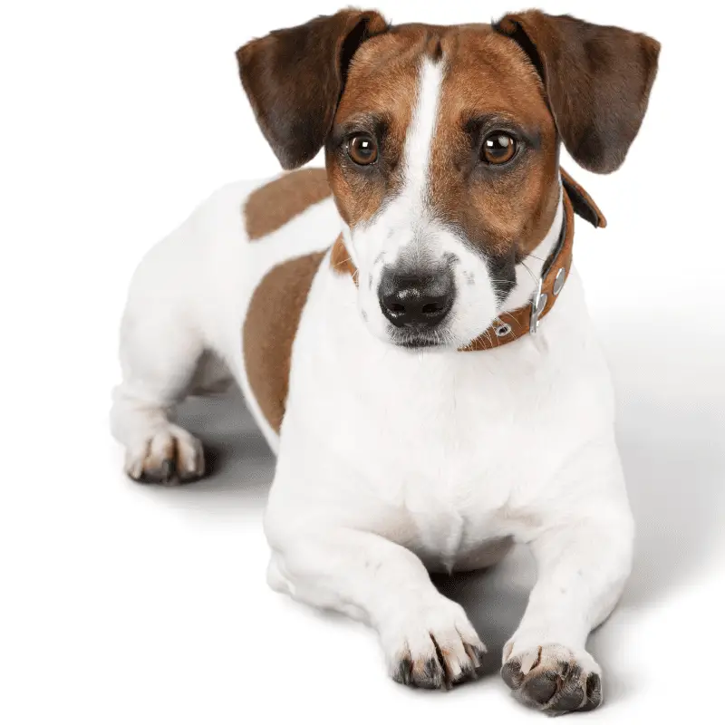 Full body image - Jack Russell terrier lying on the ground, against a white background